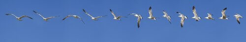 goelands dans le ciel