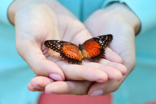 papillon