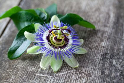 passiflore pour mieux dormir