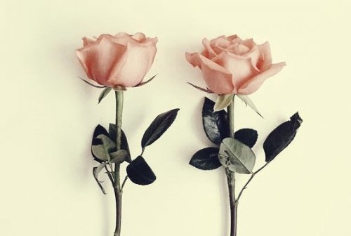 fleurs sans arôme