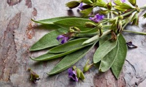 Les bienfaits de la sauge, la plante des femmes