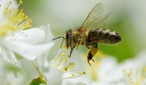5 leçons que nous pouvons apprendre des abeilles
