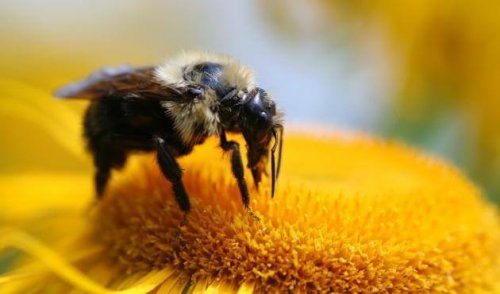 nous avons beaucoup à apprendre des abeilles