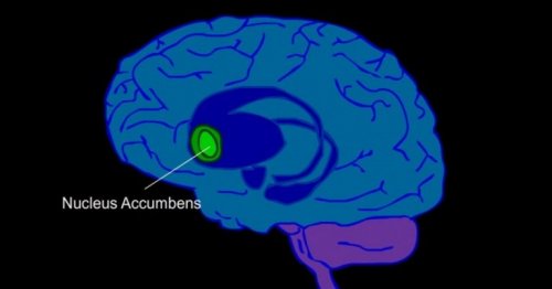 le noyau accumbens