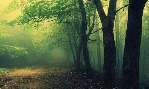 test de la forêt