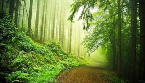 test de la forêt
