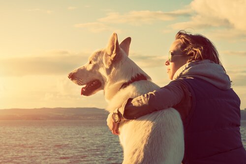 perte de notre animal de compagnie