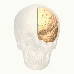 neuropsychologie de la dysthymie