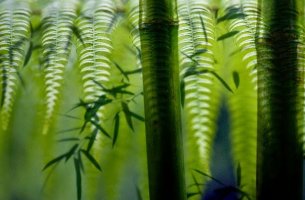 comprendre la résilience