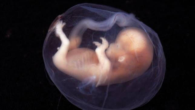 lien entre thyroïde et grossesse : développement du foetus