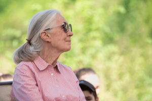 5 phrases de Jane Goodall qui vous feront réfléchir