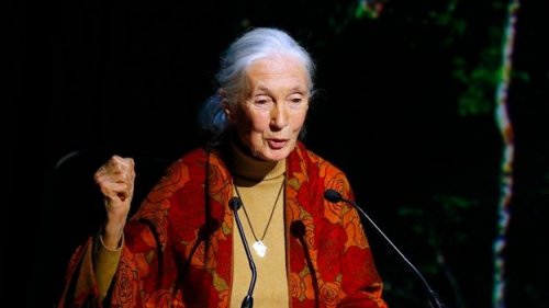 phrases de Jane Goodall