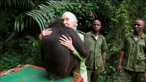 phrases de Jane Goodall