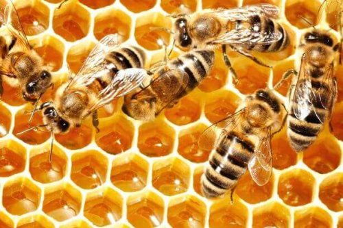nous avons beaucoup à apprendre des abeilles