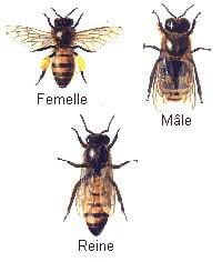 nous avons beacoup à apprendre des abeilles