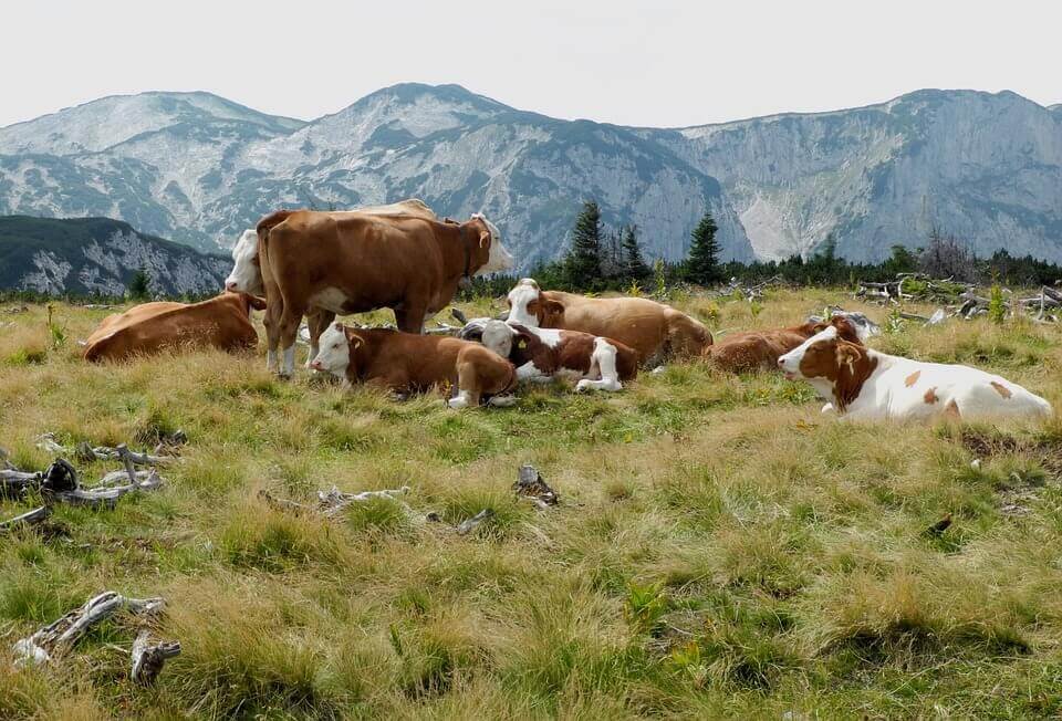 révolution du Néolithique et agriculture