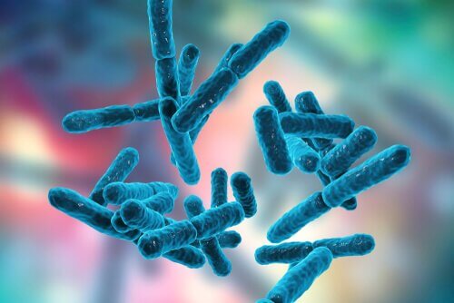 la fibromyalgie et les probiotiques