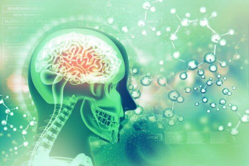 cerveau et acide folique