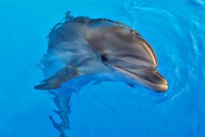Delphinothérapie : avantages et controverses