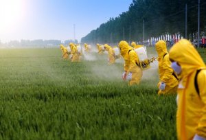 Les effets des pesticides sur le cerveau