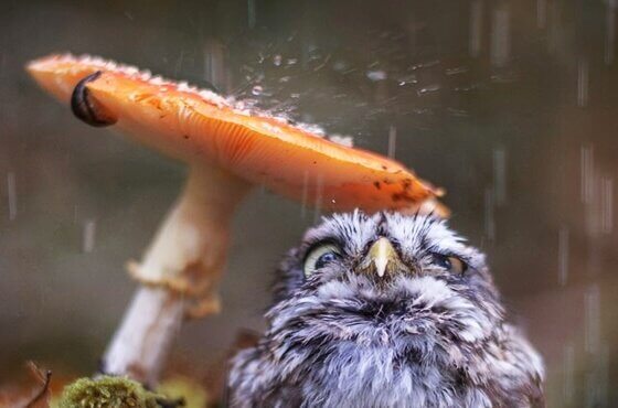 l'effet du son de la pluie
