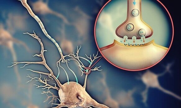 Acétylcholine: le neurotransmetteur qui facilite la communication entre les neurones