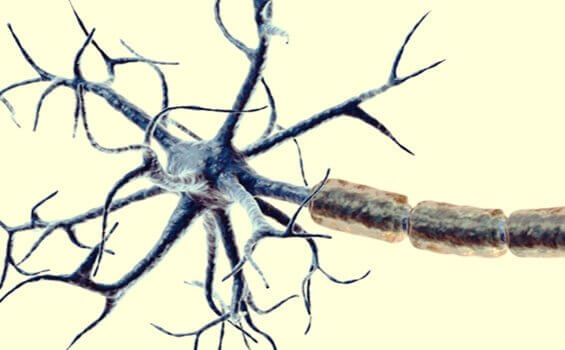 les nocicepteurs et la douleur