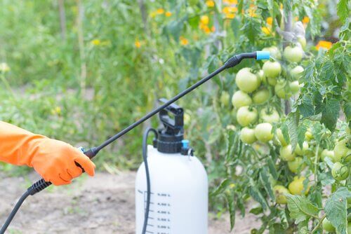 effets des pesticides et développement