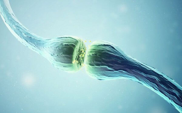 synapse d'acétylcholine