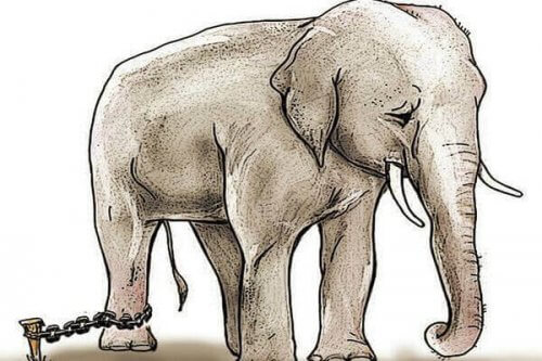 l'histoire de l'éléphant enchaîné