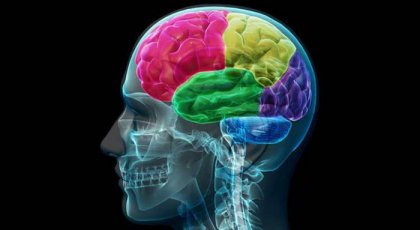 Le cerveau dépendant: anatomie de la compulsion et du besoin