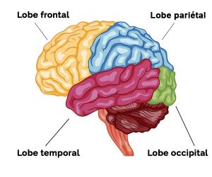 Lobes cérébraux: caractéristiques et fonctions