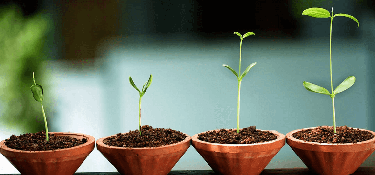 psychologie intégrale et développement personnel, ici représenté par des plantes
