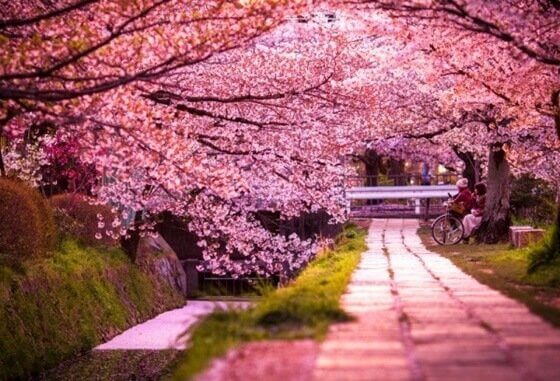 la légende de sakura