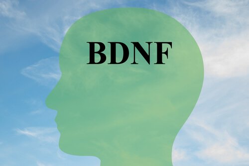 Comment augmenter le BDNF, protéine clé pour les cellules cérébrales saines