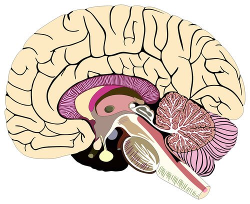 cerveau et hypothalamus