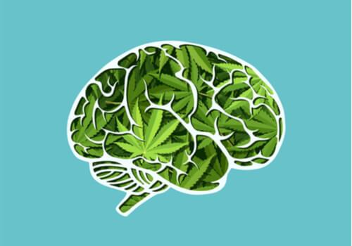 Les effets à long terme du cannabis sur le cerveau