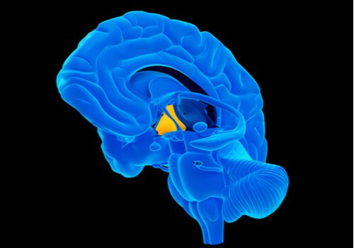 cerveau et hypothalamus