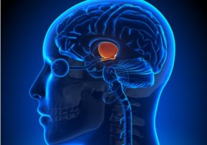 Quelle est la fonction de l'hypothalamus ?