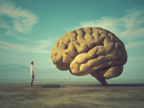curiosités sur le cerveau