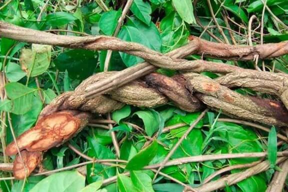 L'ayahuasca : mythes et vérités