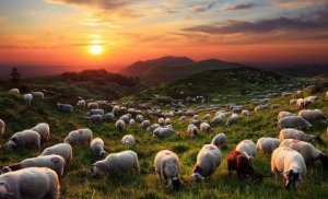 Le conte oriental du magicien et ses moutons