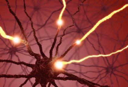 la neurogenèse : les neurones et les axones
