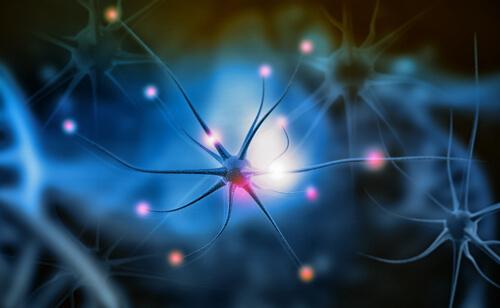 Qu'est-ce que la neurogenèse?