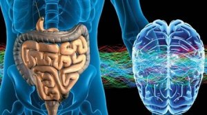 Il ne pense pas mais il ressent: le système nerveux entérique ("second cerveau")