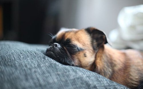sommeil paradoxal