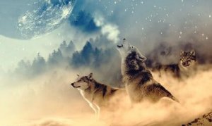 La médecine du loup selon les natifs américains