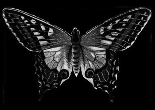 papillon noir
