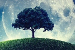 La parabole de l'arbre qui ne savait pas qui il était