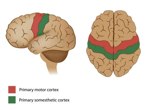 cortex moteur